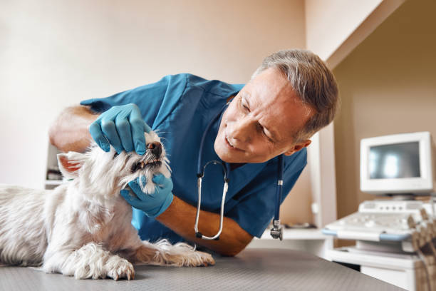 Best Emergency Treatment for Dental Infections or Abscesses in Baden, MD